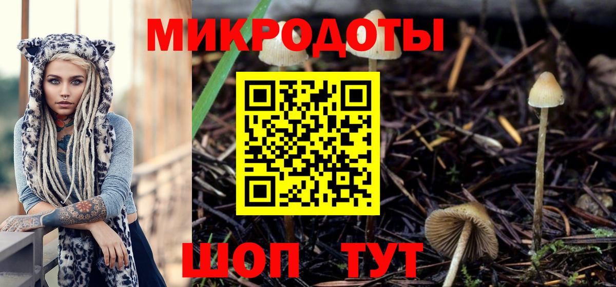 Псилоцибиновые грибы Psilocybe Красногорск